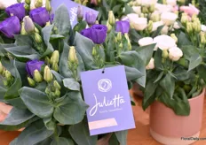 The pot lisianthus series of Takii, the Julietta Series, now includes 3 colours. It is an indoor, double-flowered lisianthus that was introduced 2 years ago.